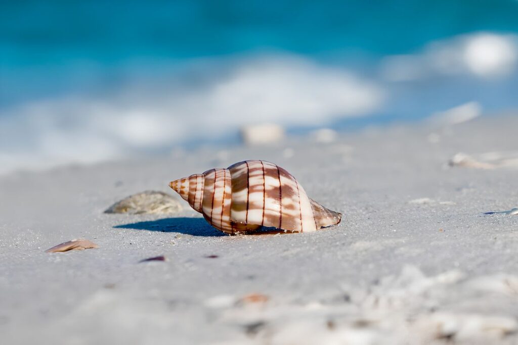 Shells on Keewaydin