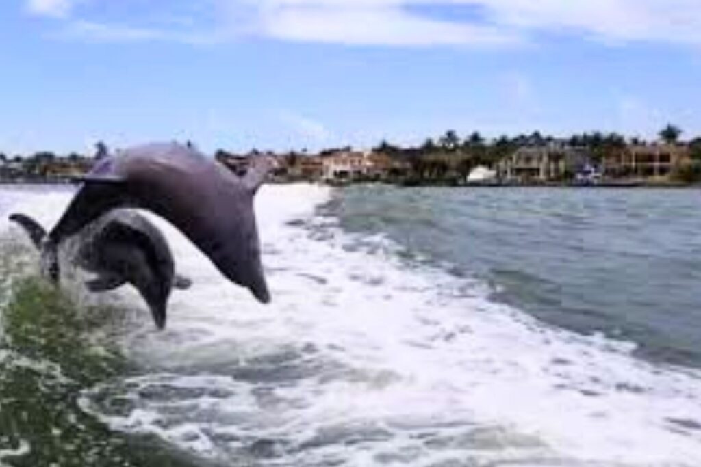 Dolphins in Gulf of Mexico by Keelanie near Keewaydin Island